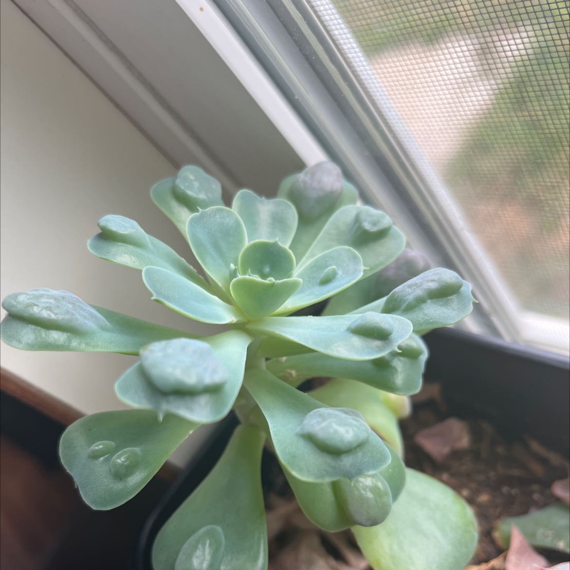 Raindrops Echeveria succulent plant near a window, healthy with no visible issues.