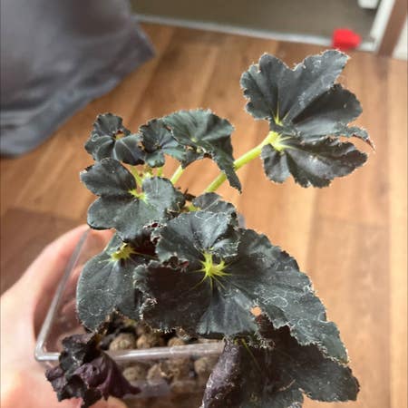 Photo of the plant species Begonia 'Black Mamba' by Chyburnsfish named Your plant on Greg, the plant care app