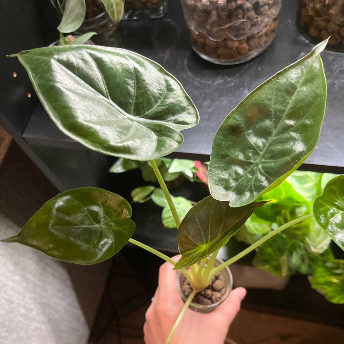 New Guinea Shield plant with glossy green leaves, held by a hand, soil visible.