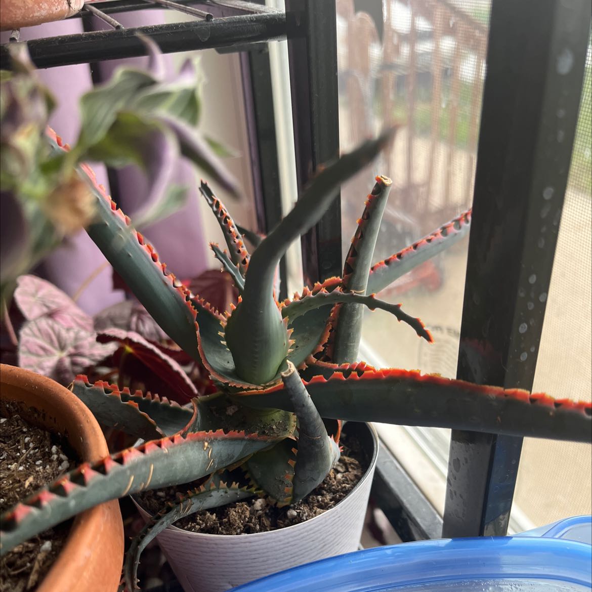 Aloe 'Swordfish' plant near a window, healthy with green leaves and red edges.