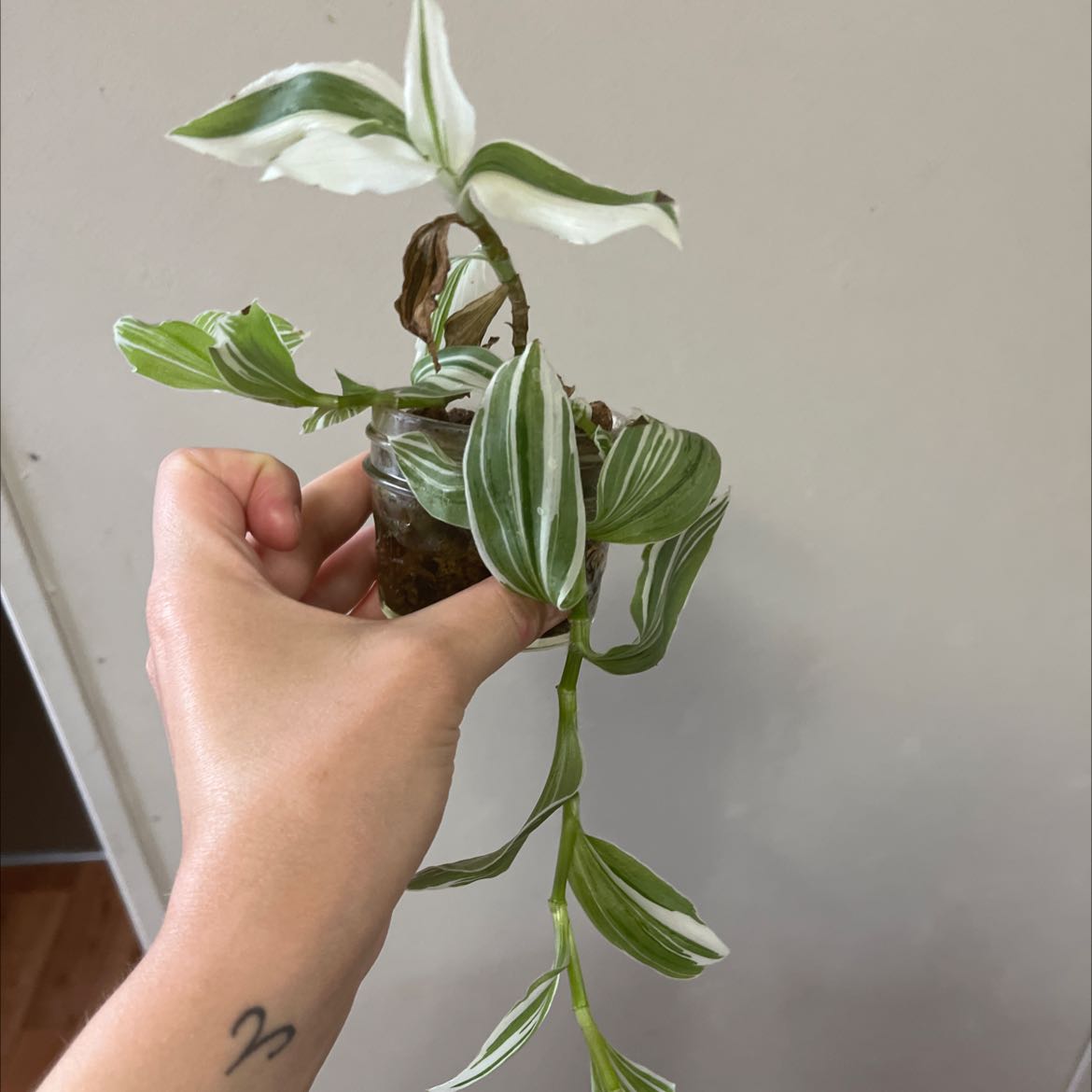 Tradescantia 'Yellow Zebra' plant with variegated leaves held by a hand.