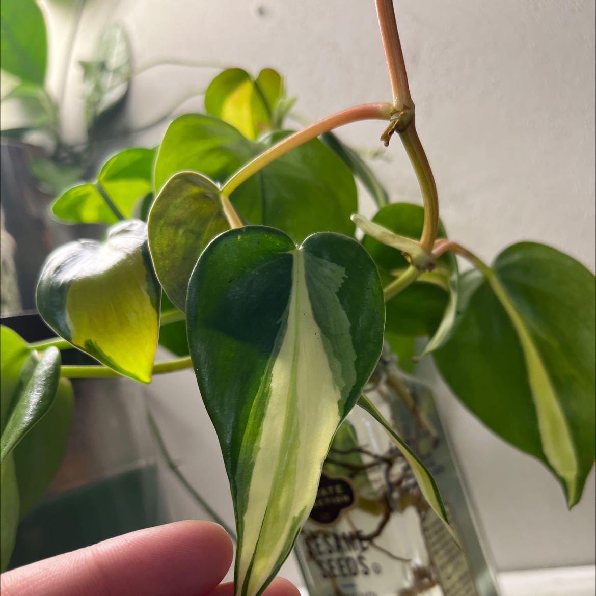 Silver Stripe Philodendron with healthy green leaves and a distinctive silver stripe.