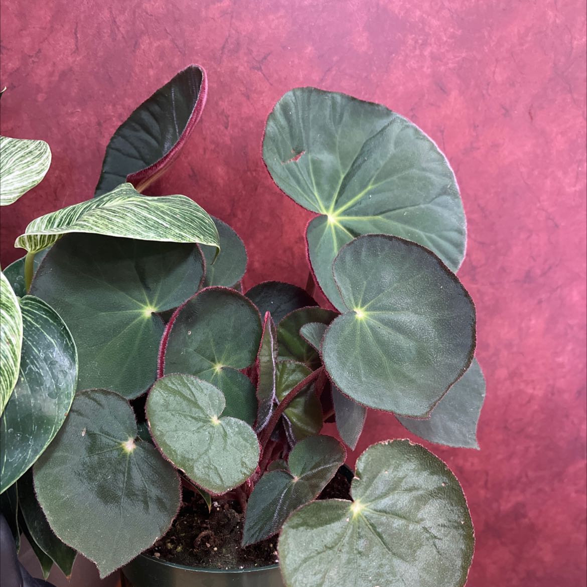 Photo of the plant species Begonia Acetosa by @Chyburnsfish named Your plant on Greg, the plant care app