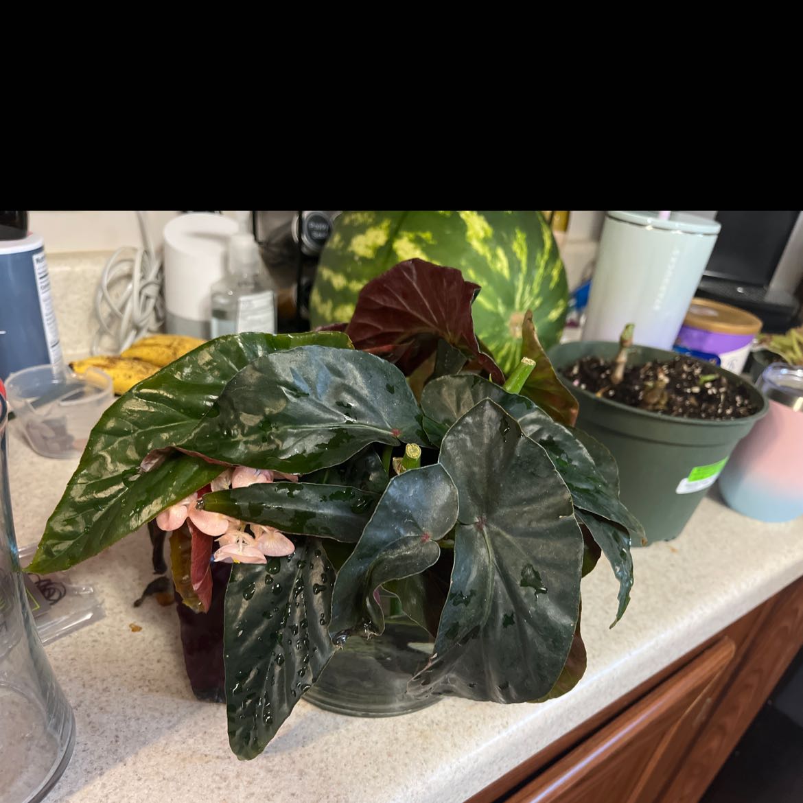 Photo of the plant species Harmony Pink Begonia by @Chyburnsfish named Your plant on Greg, the plant care app