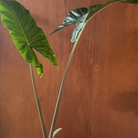 Photo of the plant species Kuching Mask Elephant Ear by Daniel named Rosa on Greg, the plant care app