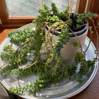 Burro's Tail plant in Buffalo, New York