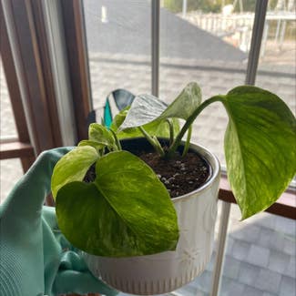 Marble Queen Pothos plant in Buffalo, New York