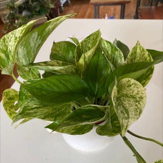 Marble Queen Pothos plant in Buffalo, New York
