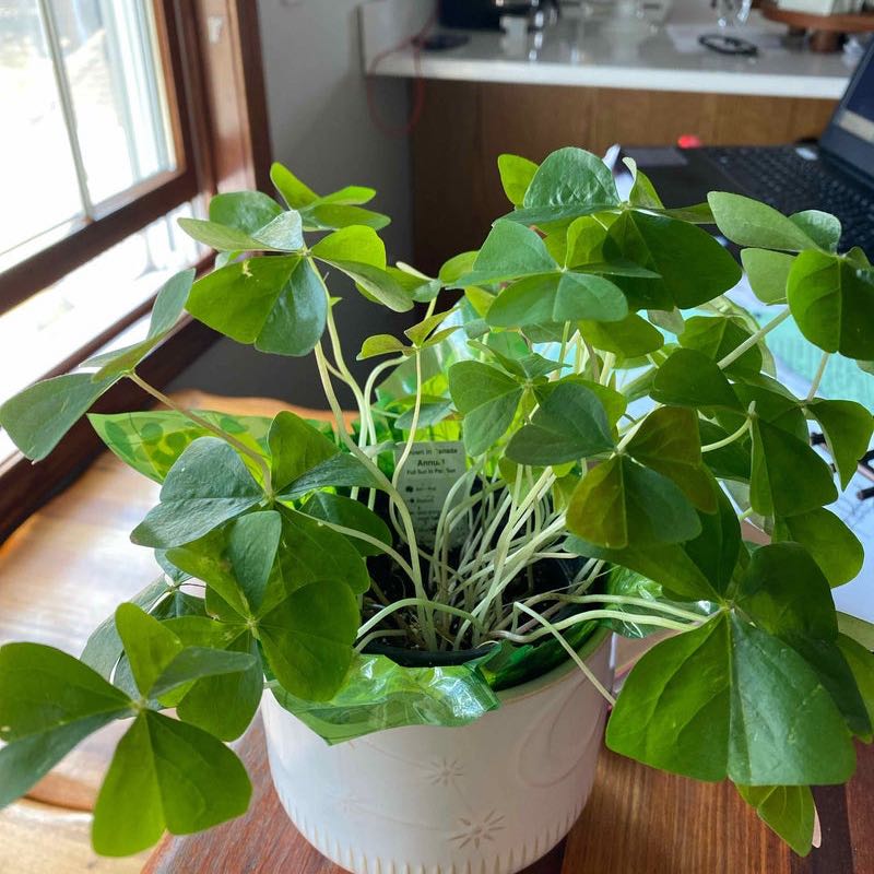 Healthy Shamrock plant in a white pot with vibrant green leaves.
