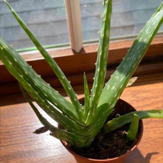 Aloe Vera plant in Buffalo, New York
