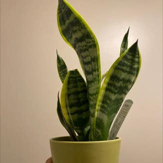 Snake Plant plant in Buffalo, New York