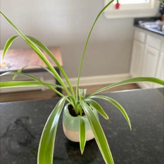 Spider Plant plant in Buffalo, New York