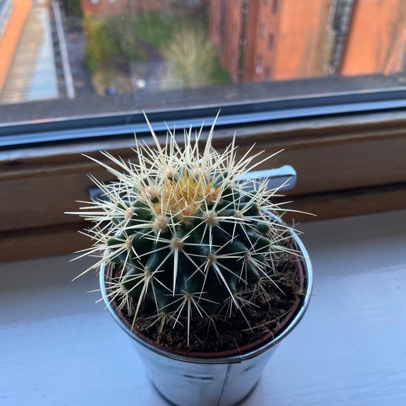 Photo of the plant species Golden Barrel Cactus by @mais_ross11 named benny on Greg, the plant care app