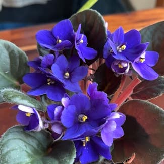 Kenyan Violet plant in Buffalo, New York