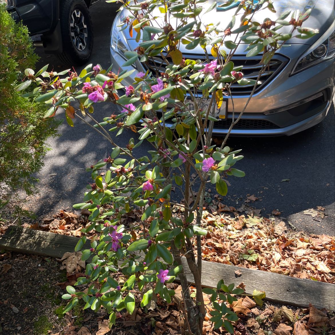Photo of the plant species Lapland Rosebay by @ZealAster named Outside on Greg, the plant care app
