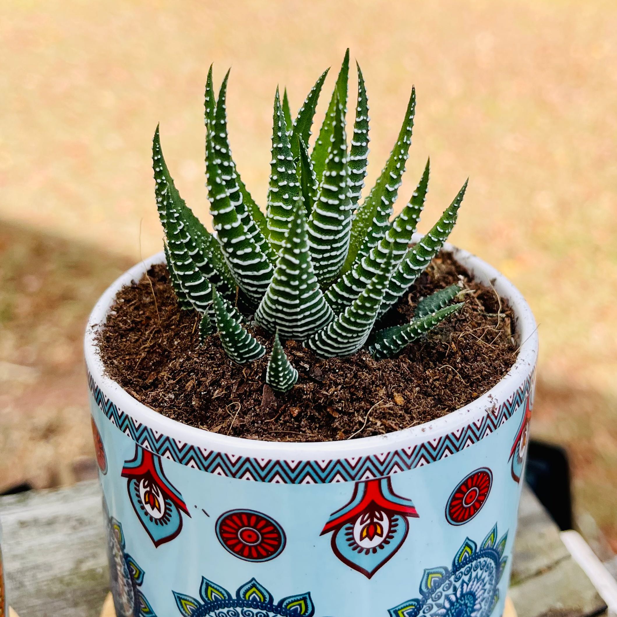 Photo of the plant species Zebra Plant by @SuccuLover304 named Bella on Greg, the plant care app