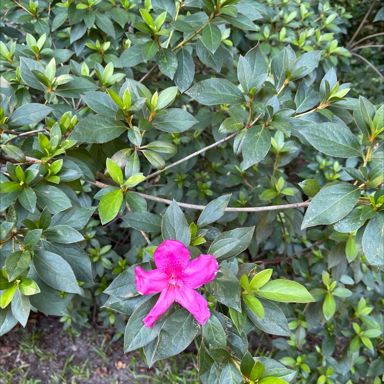 Alpenrose plant with green leaves and a single pink flower.
