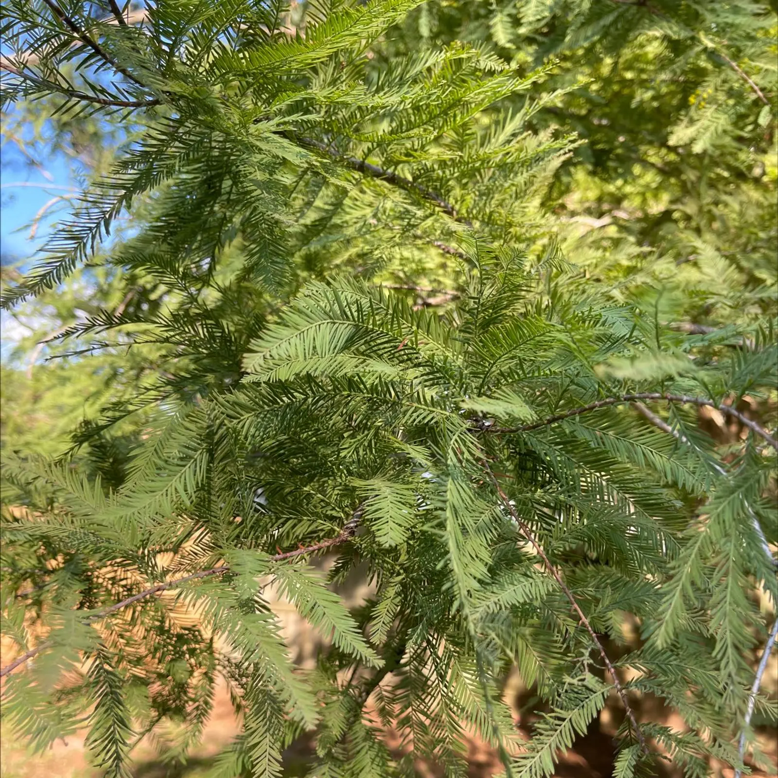 Close-up of a healthy Bald Cypress with green, feathery leaves.