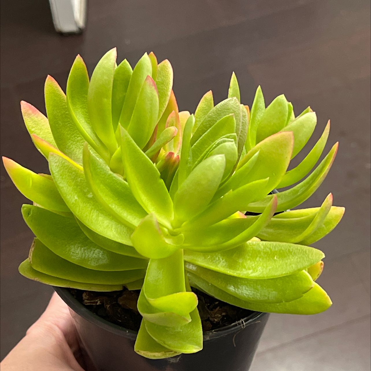 Photo of the plant species Crassula capitella 'Campfire' by @SuccuLover304 named Gwen on Greg, the plant care app