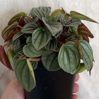 Silver Frost Peperomia plant in Chesapeake, Virginia