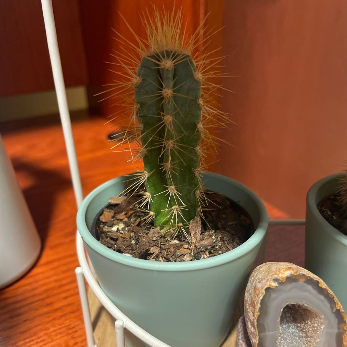 Lady-Finger Hedgehog Cactus in a pot with visible soil, well-framed and in focus.