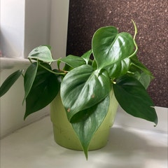 Heart leaf philodendron