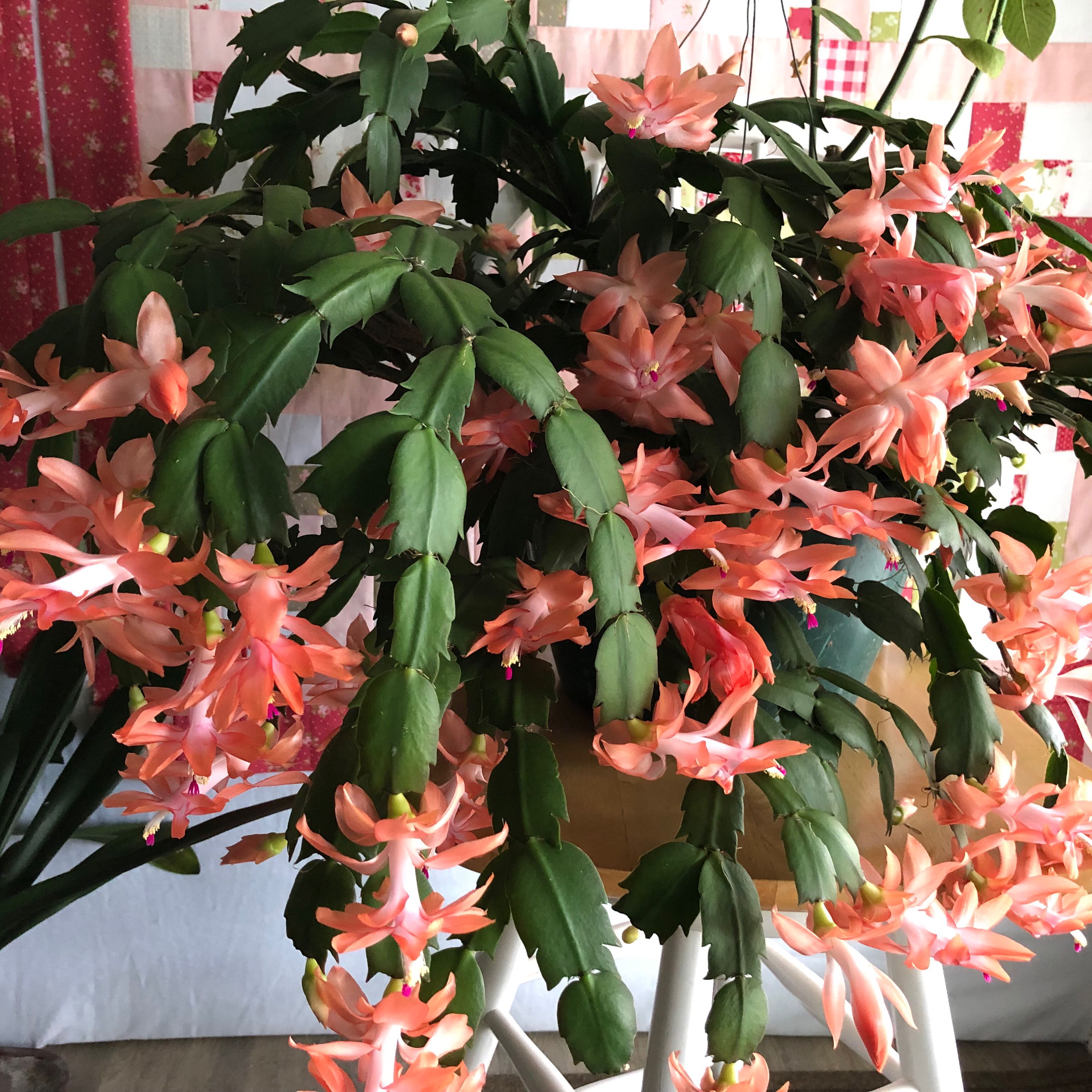 Photo of the plant species False Christmas Cactus by @BeeBalm named Salmon on Greg, the plant care app