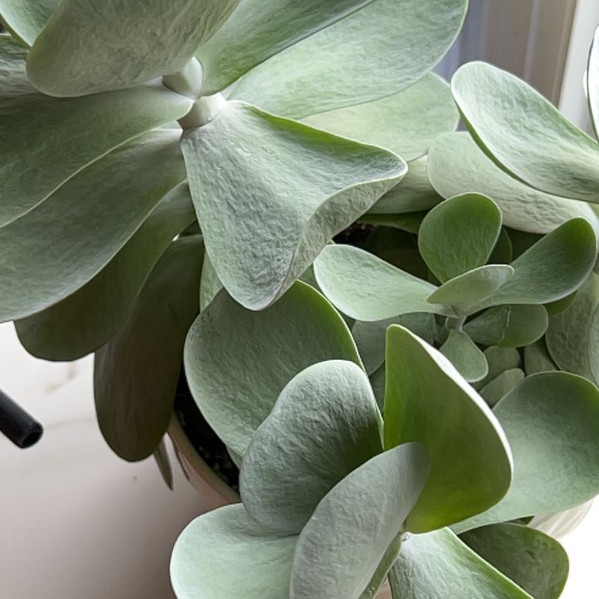Healthy Flapjacks plant with thick, green paddle-shaped leaves.