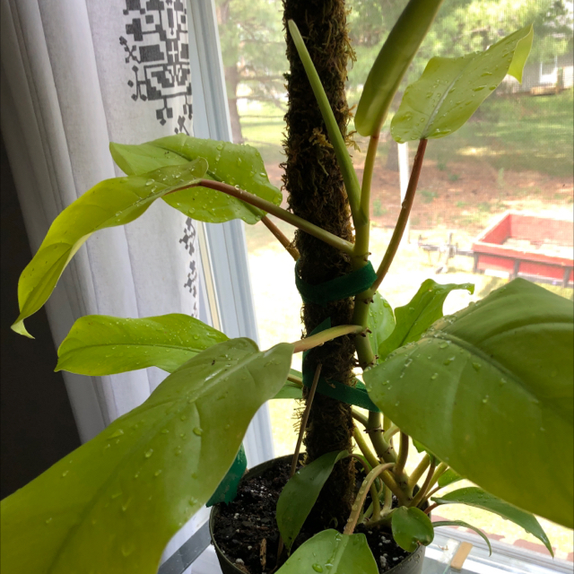 Photo of the plant species Philodendron 'Ceylon Golden' by @BeeBalm named Lemon on Greg, the plant care app