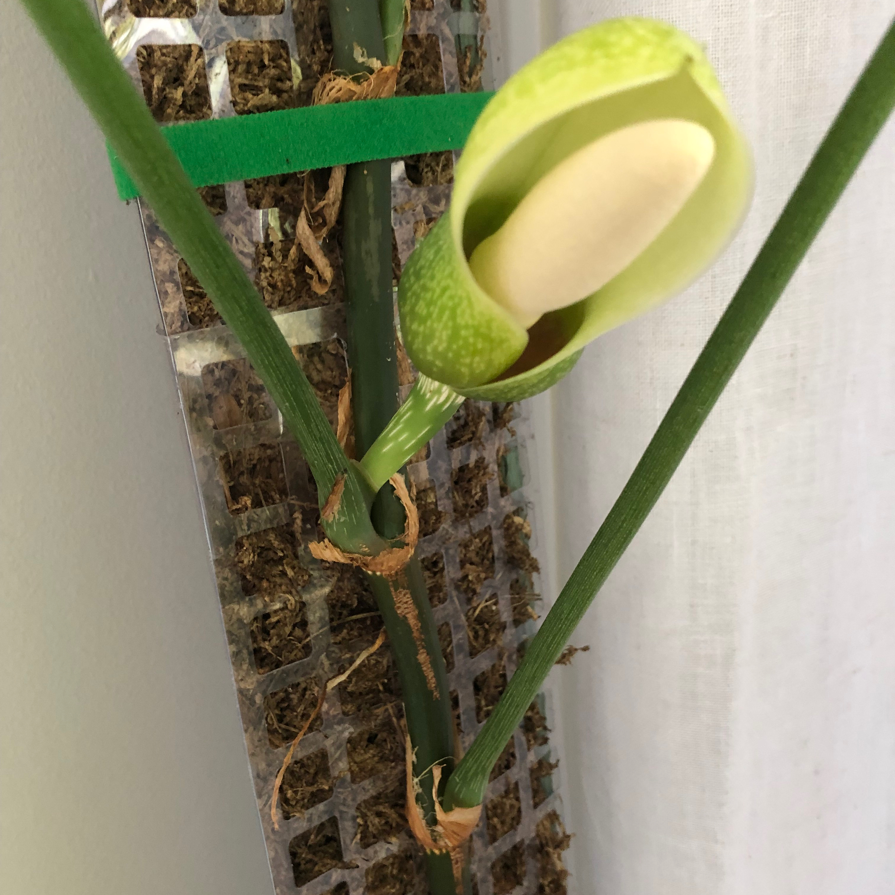 Photo of the plant species Philodendron oxapapense by @BeeBalm named Phil on Greg, the plant care app
