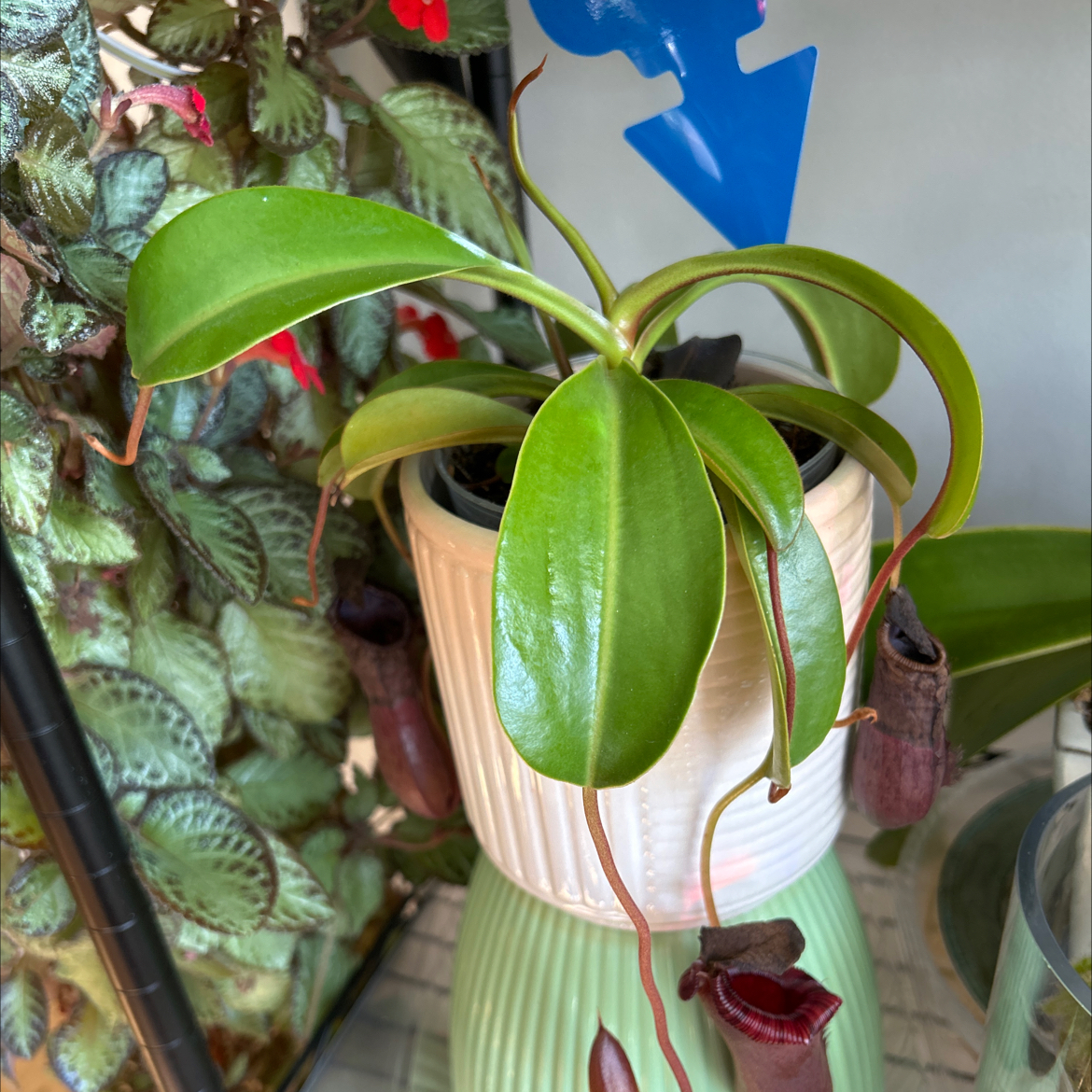 Photo of the plant species Low's Pitcher-plant by @BeeBalm named Edith on Greg, the plant care app