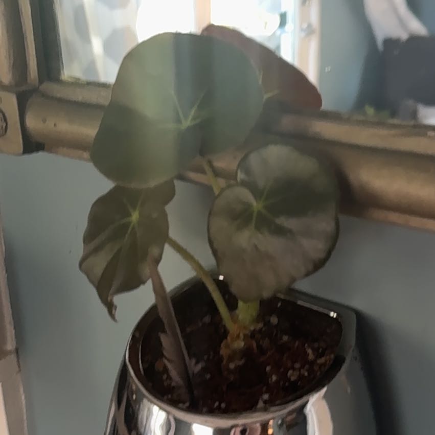 Photo of the plant species Beefsteak Begonia by @DaintyTamarack named Ulysses S Plant on Greg, the plant care app