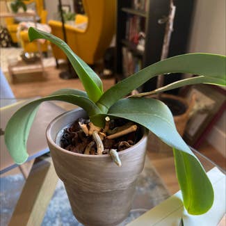 Phalaenopsis Orchid plant in Sacramento, California