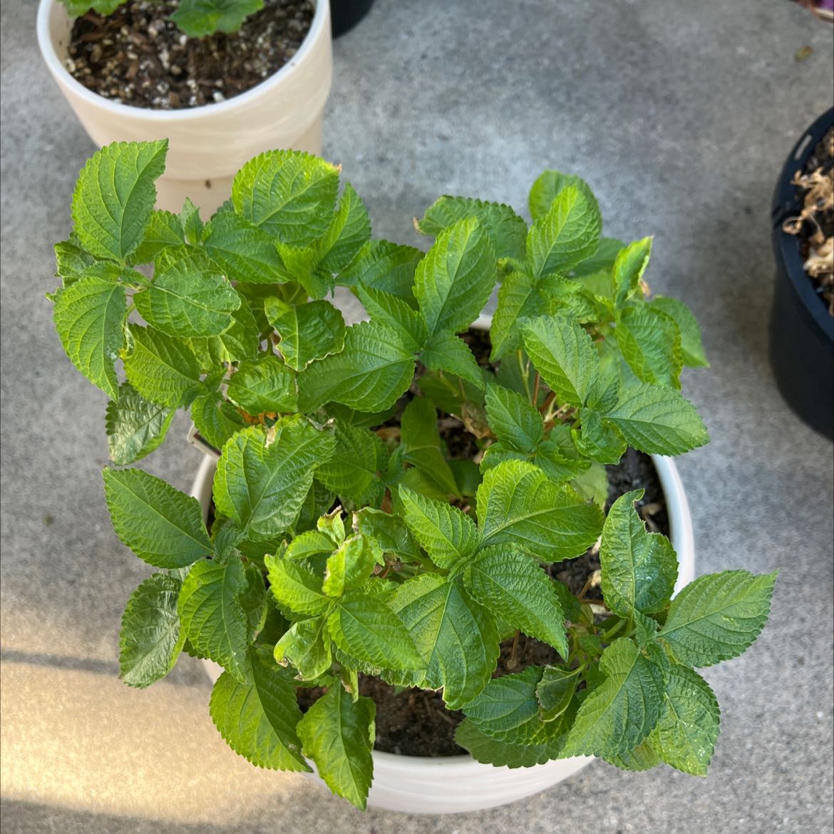 Photo of the plant species Irene Lantana by @ExpertAnacua named Lantana on Greg, the plant care app