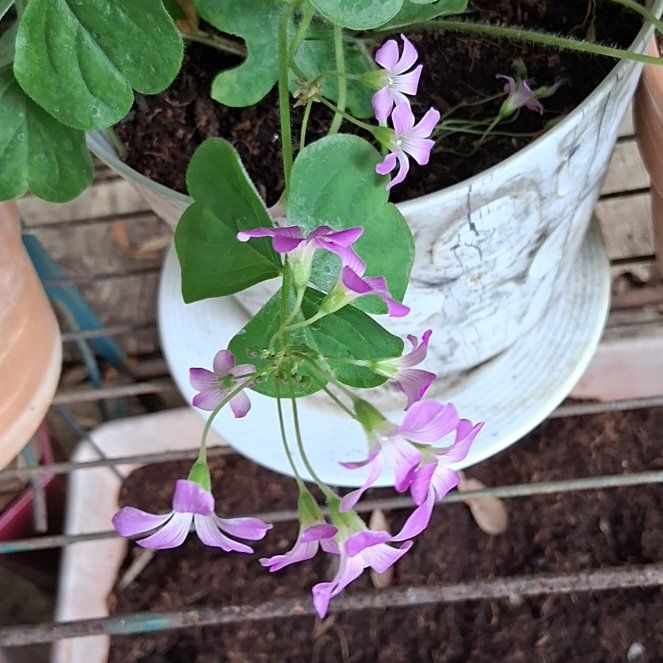Photo of the plant species Pink Woodsorrel by @HipNatalplum named Madonna on Greg, the plant care app