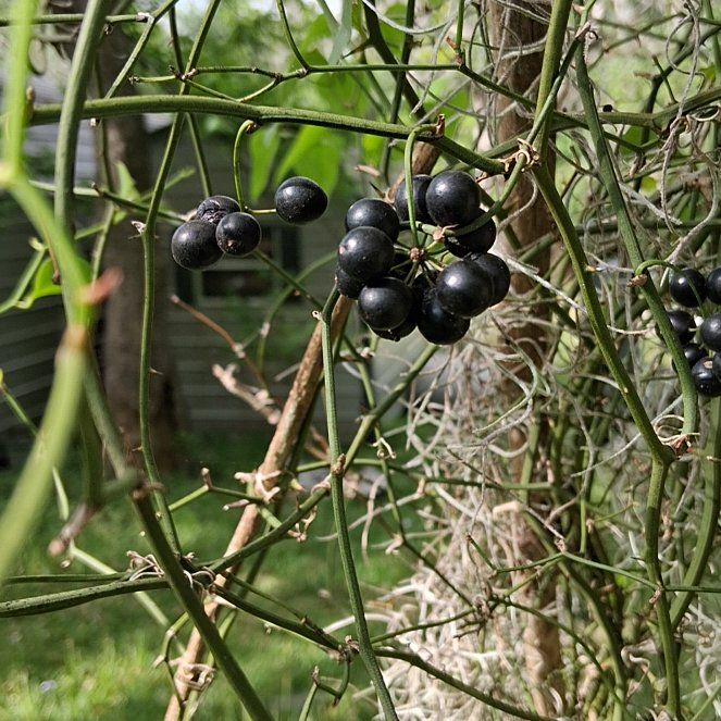 Photo of the plant species Roundleaf Greenbrier by @HipNatalplum named Diana on Greg, the plant care app