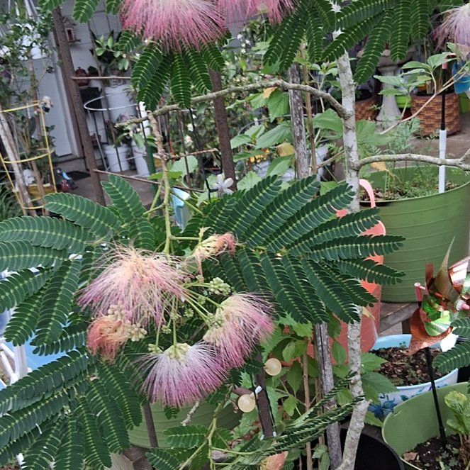 Photo of the plant species Albizia Julibrissin by @HipNatalplum named Messi on Greg, the plant care app