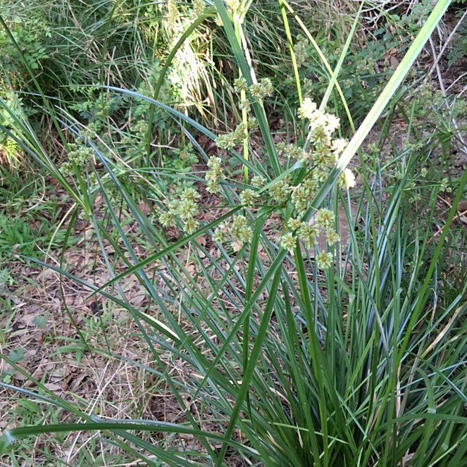 Photo of the plant species Chufa by @HipNatalplum named Eva on Greg, the plant care app