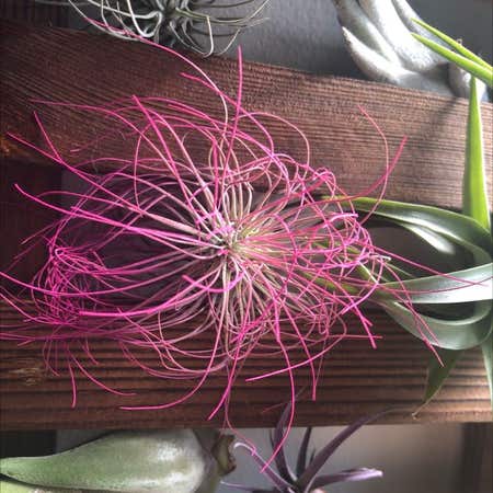 Photo of the plant species airplant by @StackedAnahaw named Elle on Greg, the plant care app