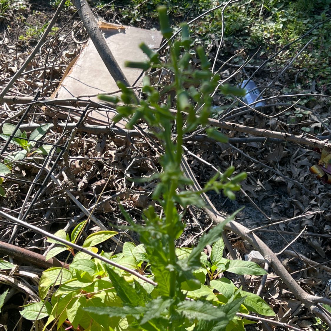 Photo of the plant species fireweed by @ClubbyFraserfir named Your plant on Greg, the plant care app