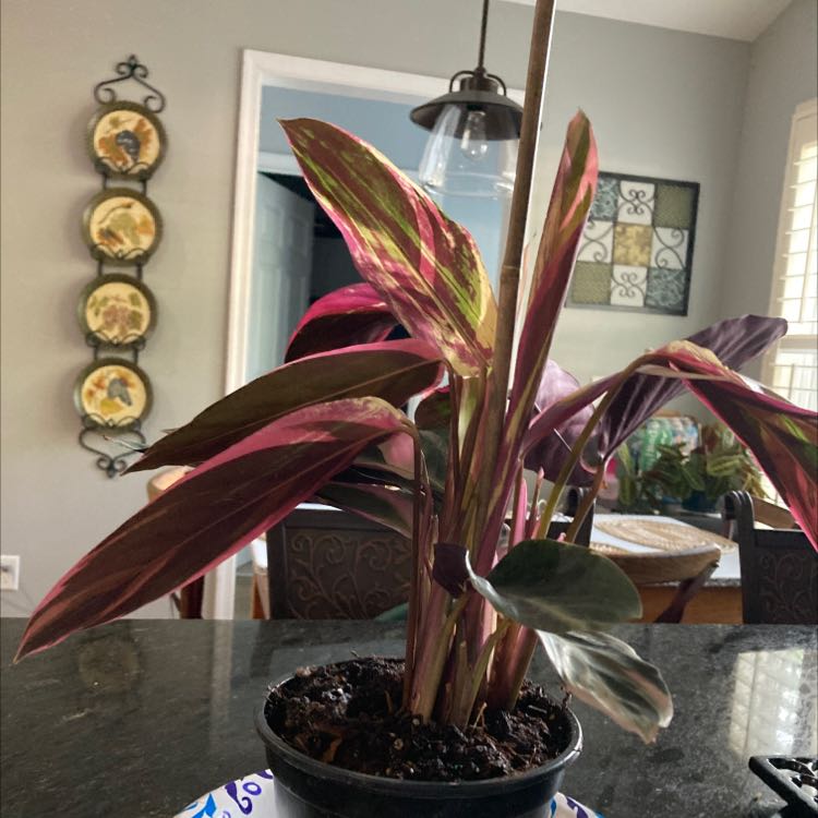 Your plant