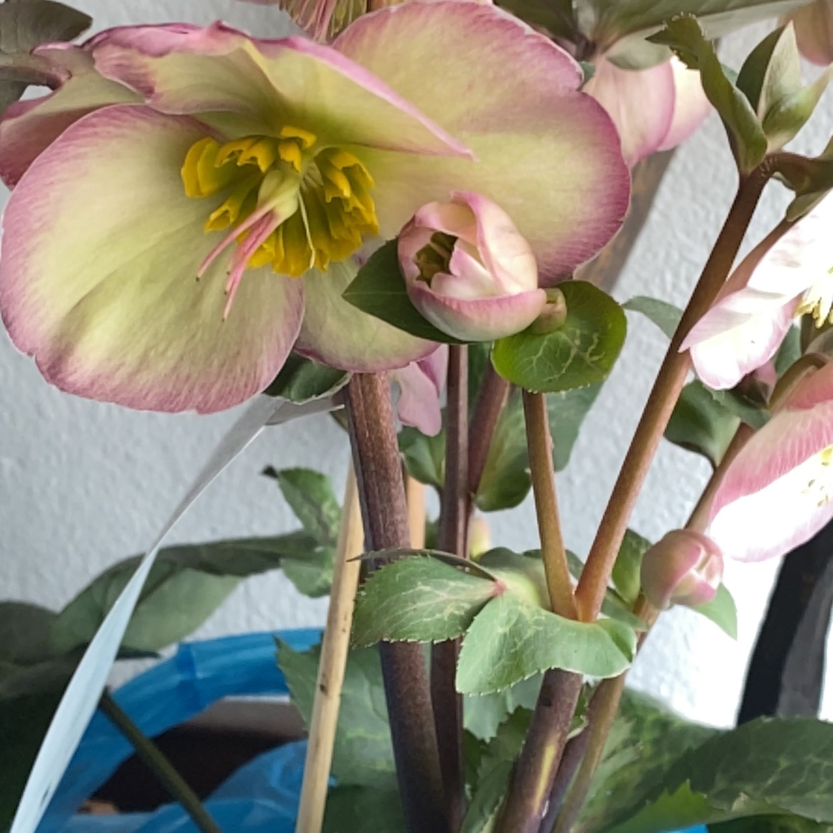 Lenten Rose plant with visible flowers and healthy green leaves.