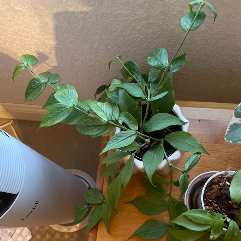 Potted Fishtail Hoya plant with healthy green leaves on a wooden surface next to another plant.