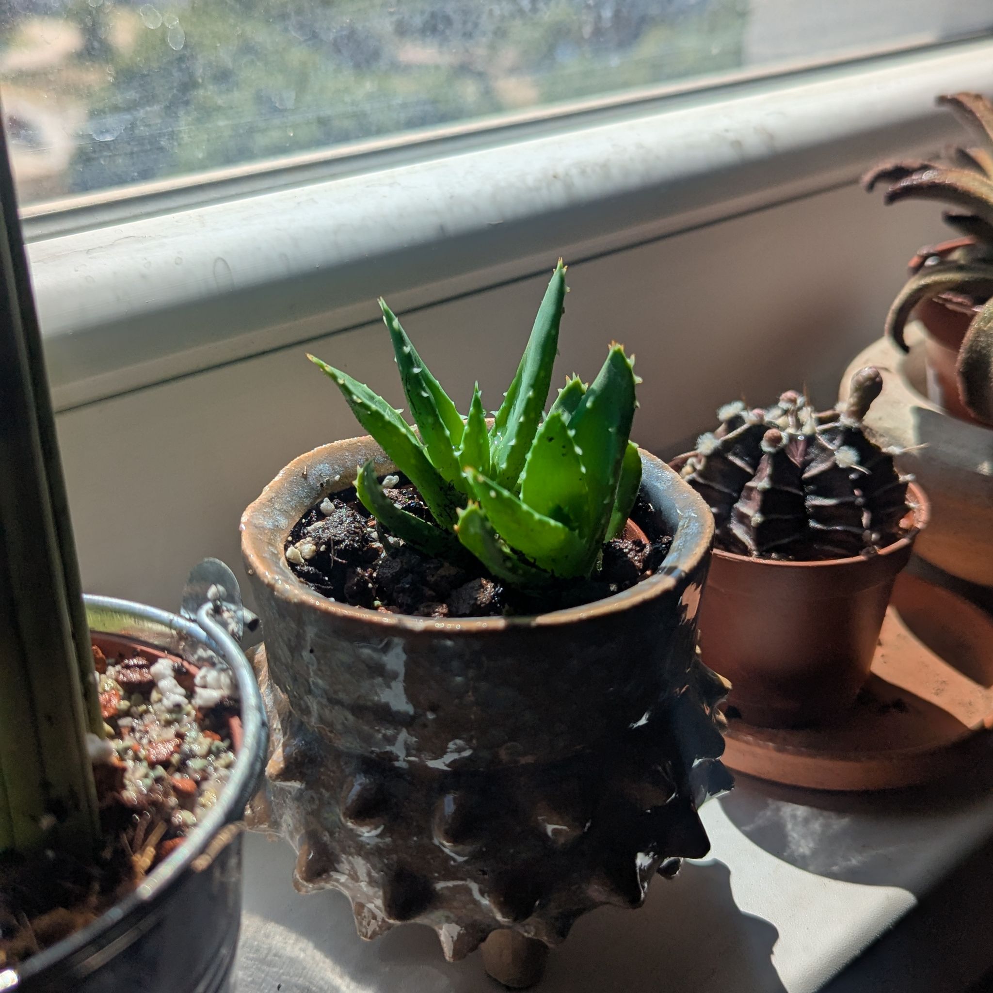 Photo of the plant species Aloe Nobilis by @CalmRadish named Pups on Greg, the plant care app
