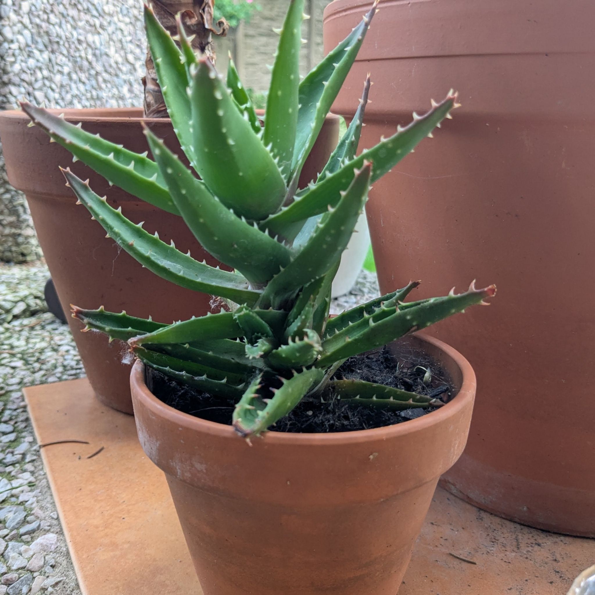 Photo of the plant species Aloe Nobilis by @CalmRadish named Dune on Greg, the plant care app