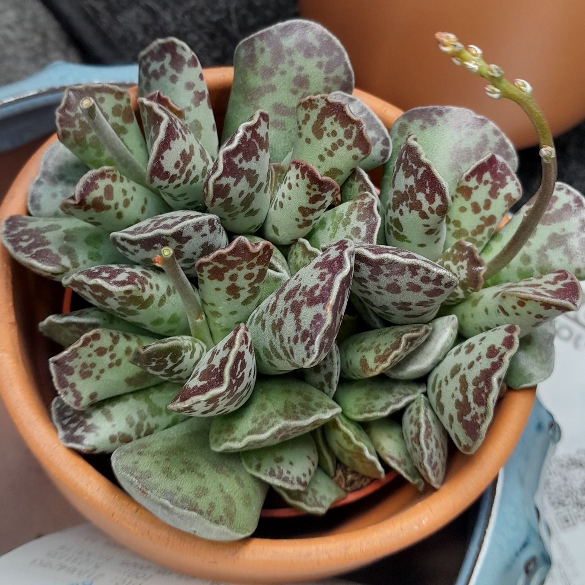 Photo of the plant species Plover Eggs 'Grey' by @CalmRadish named Forrest on Greg, the plant care app