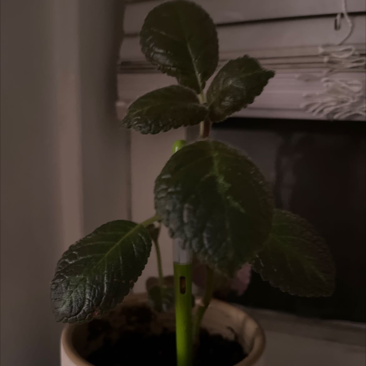 Plant care for Garden Pansy 'Let Freedom Ring' on Greg, the plant care app