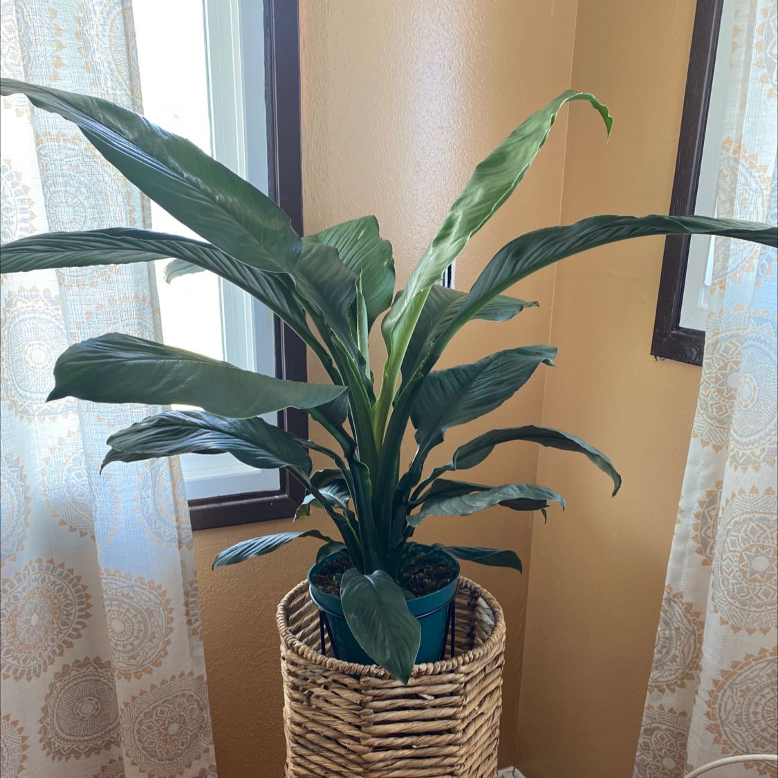 Sensation Peace Lily in a pot inside a woven basket, placed near a window.
