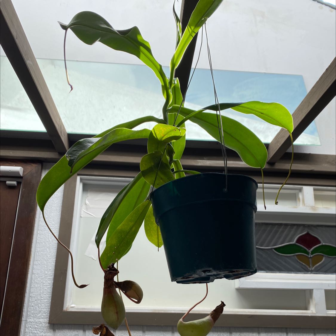 Tropical Pitcher Plant in a hanging pot with vibrant green leaves and pitcher structures.