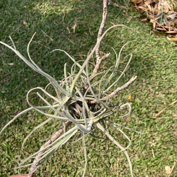 Photo of the plant species Small Ballmoss by @UltraTanekaha named Your plant on Greg, the plant care app